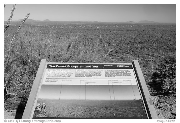 Desert Ecosystem interpretive sign. Saguaro National Park (black and white)
