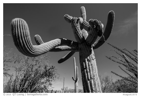 Saguaro cactus with multiple twisted arms. Saguaro National Park (black and white)