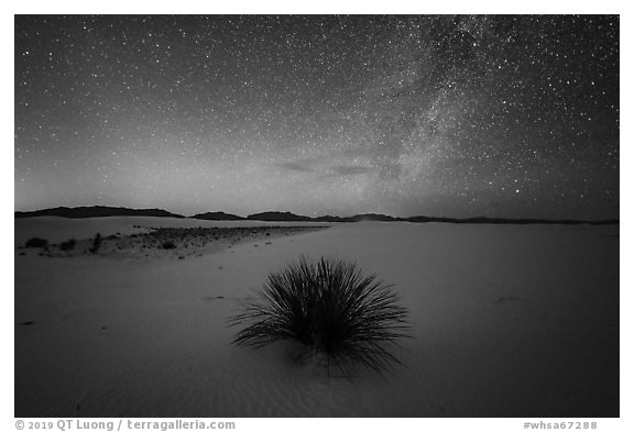 Yucca and Milky Way. White Sands National Park (black and white)