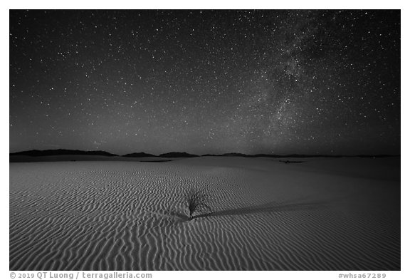 Yucca and ripples and night. White Sands National Park (black and white)