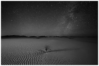 Yucca and ripples and night. White Sands National Park ( black and white)