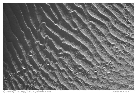 Close-up of ripples and bird tracks. White Sands National Park (black and white)