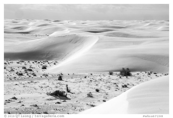 Depression with vegetation and dunes. White Sands National Park (black and white)