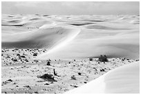 Depression with vegetation and dunes. White Sands National Park ( black and white)