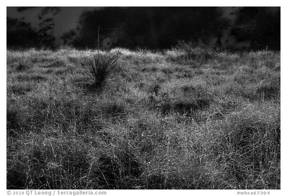 Grasses and shurbs. White Sands National Park (black and white)