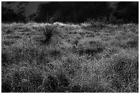 Grasses and shurbs. White Sands National Park ( black and white)