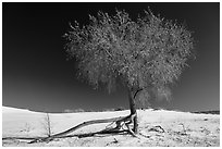 Rio Grande Cottonwood tree (Populus deltoids subspecies wizlizenii) in late autumn. White Sands National Park ( black and white)