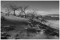 Dunes with Rio Grande Cottonwood trees. White Sands National Park ( black and white)