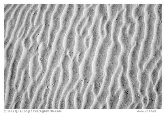 Close-up of dune ripples and kangaroo rat tracks. White Sands National Park (black and white)
