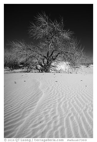 Rio Grande Cottonwood growing on sand dunes. White Sands National Park (black and white)