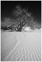 Rio Grande Cottonwood growing on sand dunes. White Sands National Park ( black and white)