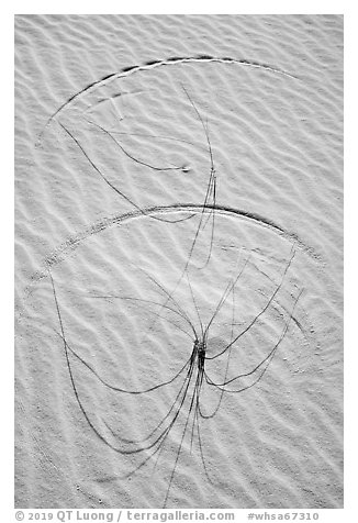 Close-up of grasses on dunes with trails. White Sands National Park (black and white)