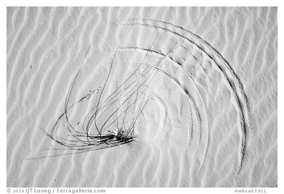 Close-up of grasses on dunes with trails left by tip motion. White Sands National Park (black and white)