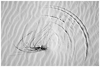 Close-up of grasses on dunes with trails left by tip motion. White Sands National Park ( black and white)