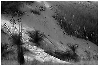 Yucca and grasses on dune flank. White Sands National Park ( black and white)