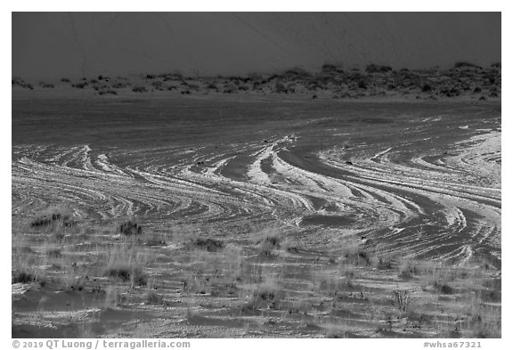 Grasses and dune footprints. White Sands National Park (black and white)