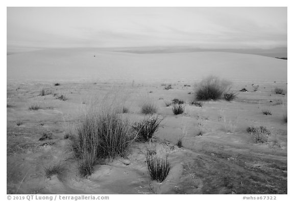 Little Bluestem and Alkali Sacaton grasses between dunes at sunset. White Sands National Park (black and white)