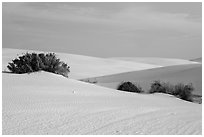 Srubs in dune field. White Sands National Park ( black and white)