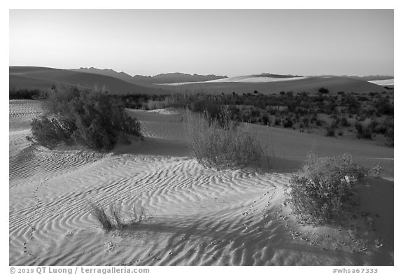 Animal footprints and shurbs in sand dunes. White Sands National Park (black and white)