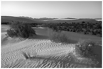 Animal footprints and shurbs in sand dunes. White Sands National Park ( black and white)