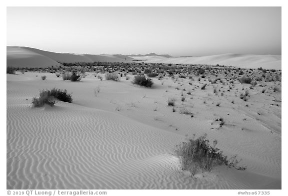 Shrubs and dunes at twilight. White Sands National Park (black and white)
