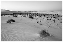 Shrubs and dunes at twilight. White Sands National Park ( black and white)