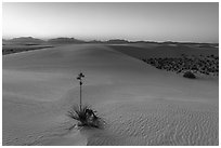 Dunes and soaptree Yucca in autumn at sunset. White Sands National Park ( black and white)