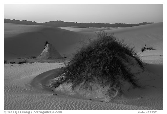 Sumac pedestals at sunset. White Sands National Park (black and white)