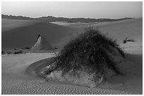 Sumac pedestals at sunset. White Sands National Park ( black and white)