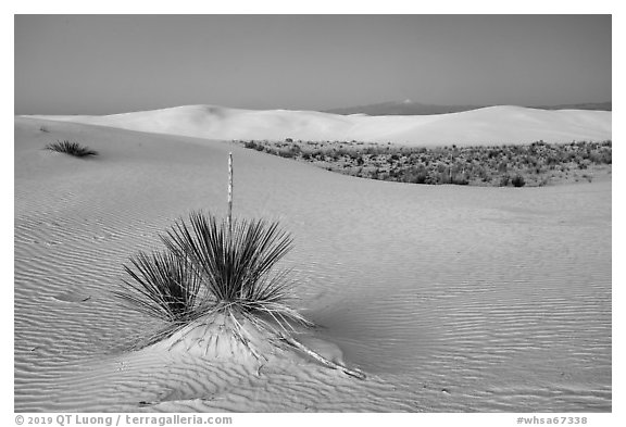 Yuccas and dune field at dusk. White Sands National Park (black and white)