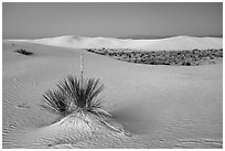 Yuccas and dune field at dusk. White Sands National Park ( black and white)