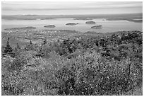 Shrubs and Frenchman Bay from Cadillac mountain. Acadia National Park ( black and white)