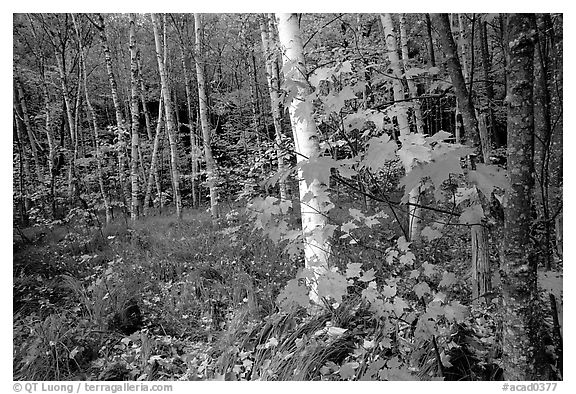 Autumn forest scene with white birch and red maples. Acadia National Park, Maine, USA.