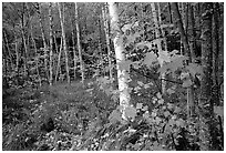 Autumn forest scene with white birch and red maples. Acadia National Park ( black and white)