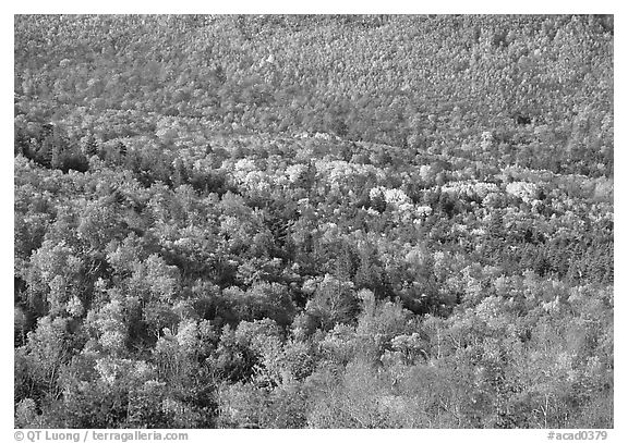 Valley filled  with trees in autumn foliage. Acadia National Park (black and white)