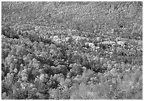 Valley filled  with trees in autumn foliage. Acadia National Park ( black and white)