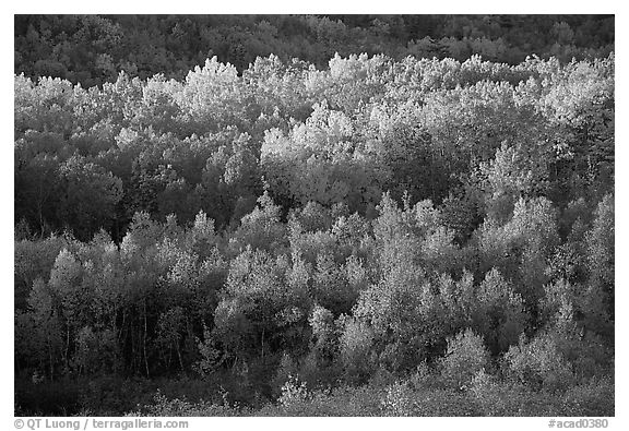 Distant mosaic of trees in autumn foliage. Acadia National Park, Maine, USA.