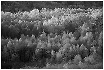 Distant mosaic of trees in autumn foliage. Acadia National Park ( black and white)