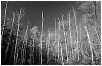 Forest of white birch trees against blue sky. Acadia National Park ( black and white)