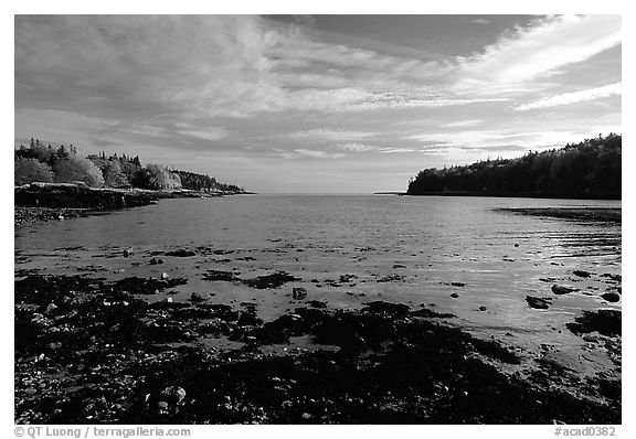 Otter Cove. Acadia National Park (black and white)