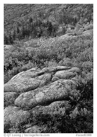 Bright red shrubs and granite slabs on Cadillac mountain. Acadia National Park (black and white)