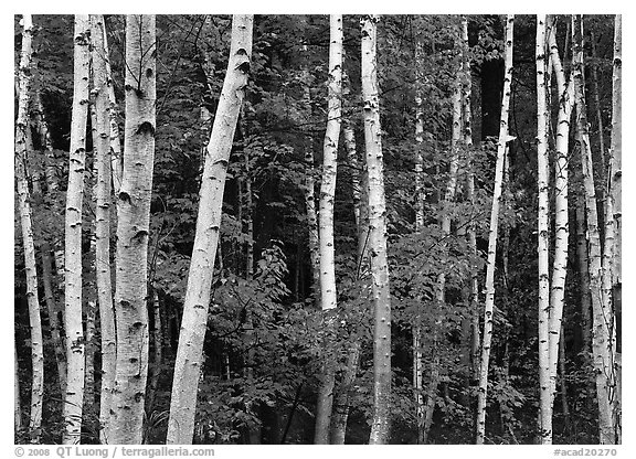 White birch trunks and orange leaves of red maples. Acadia National Park, Maine, USA.