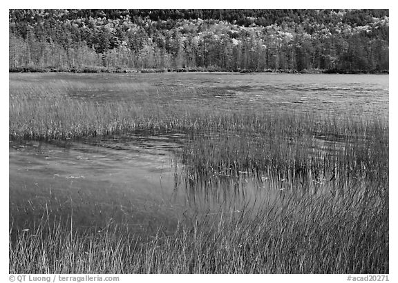 Reeds in pond with trees in fall foliage in the distance. Acadia National Park, Maine, USA.