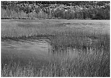 Reeds in pond with trees in fall foliage in the distance. Acadia National Park ( black and white)