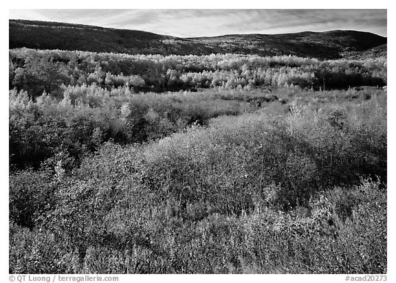 Shrubs, and hills with trees in autumn colors. Acadia National Park (black and white)