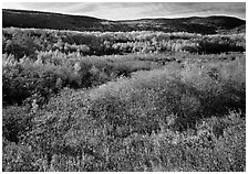 Autumn landscape. Acadia National Park ( black and white)