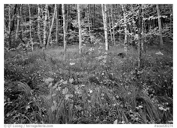 Grasses with fallen leaves and birch forest in autumn. Acadia National Park (black and white)