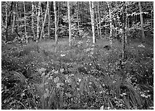 Grasses with fallen leaves and birch forest in autumn. Acadia National Park ( black and white)