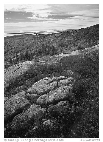 Berry plants in bright fall color, rock slabs, forest on hillside, and coast. Acadia National Park, Maine, USA.