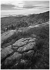 Berry plants in bright fall color, rock slabs, forest on hillside, and coast. Acadia National Park ( black and white)